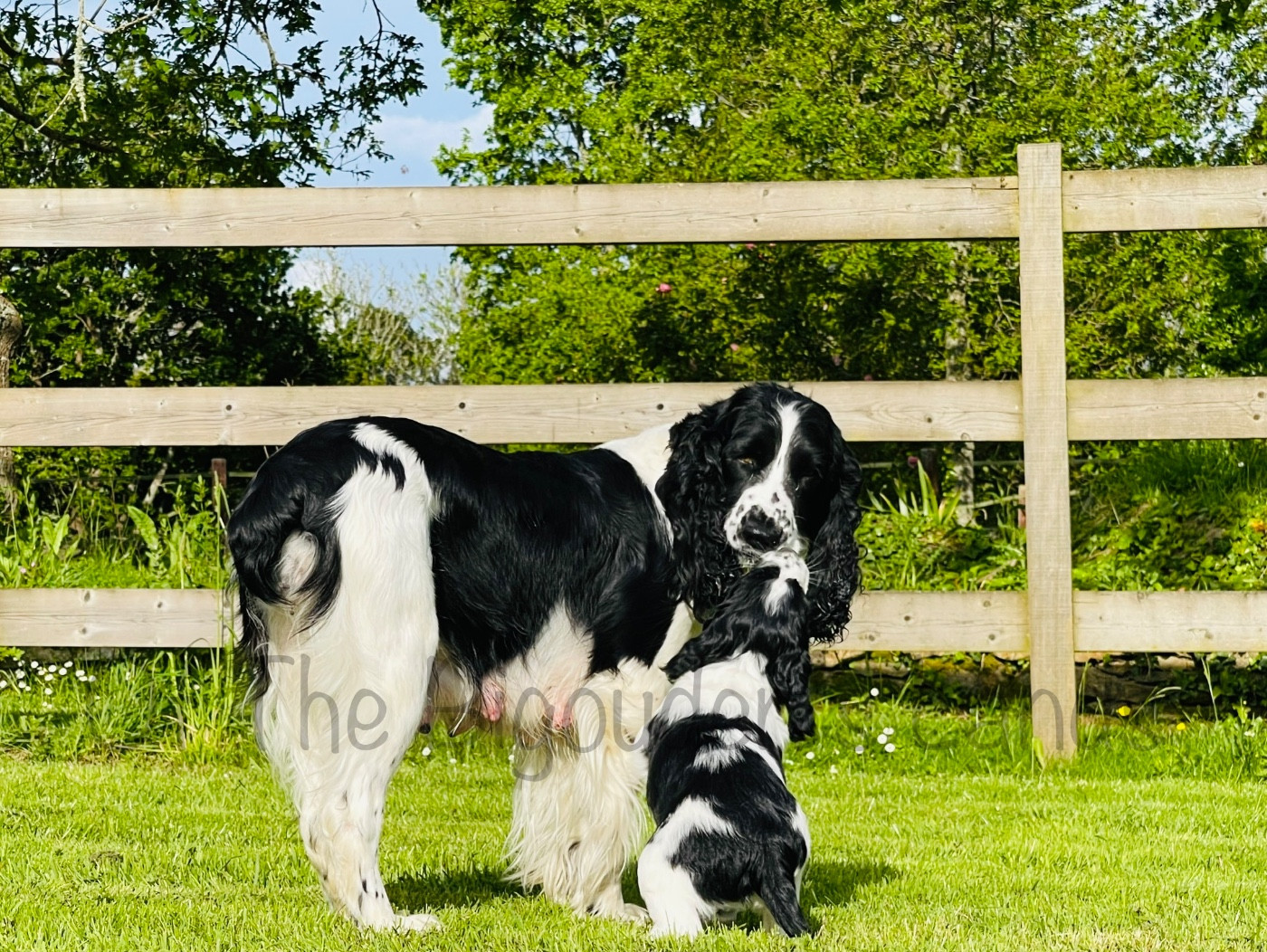 Chiots de Pystashe les S021 et U023
