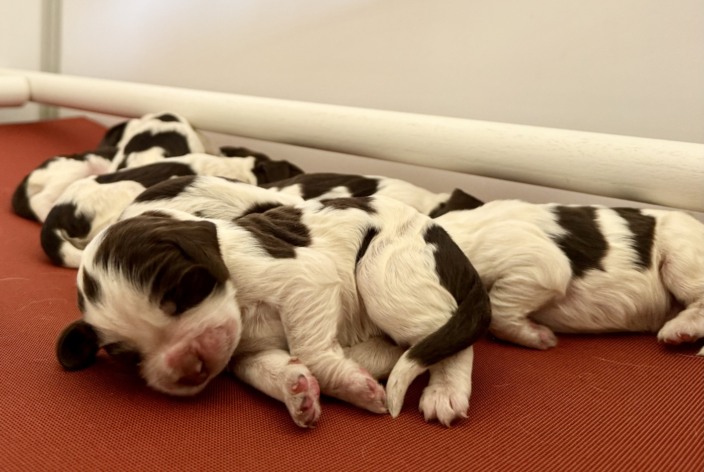 Chiot English Springer Spaniel Of The Bigouden’s Lands