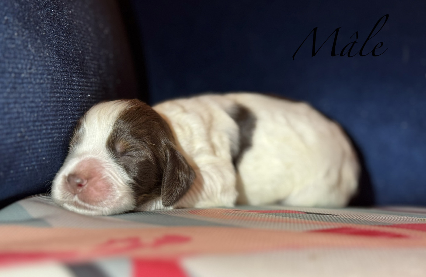 Of The Bigouden’s Lands - Chiots disponibles - English Springer Spaniel