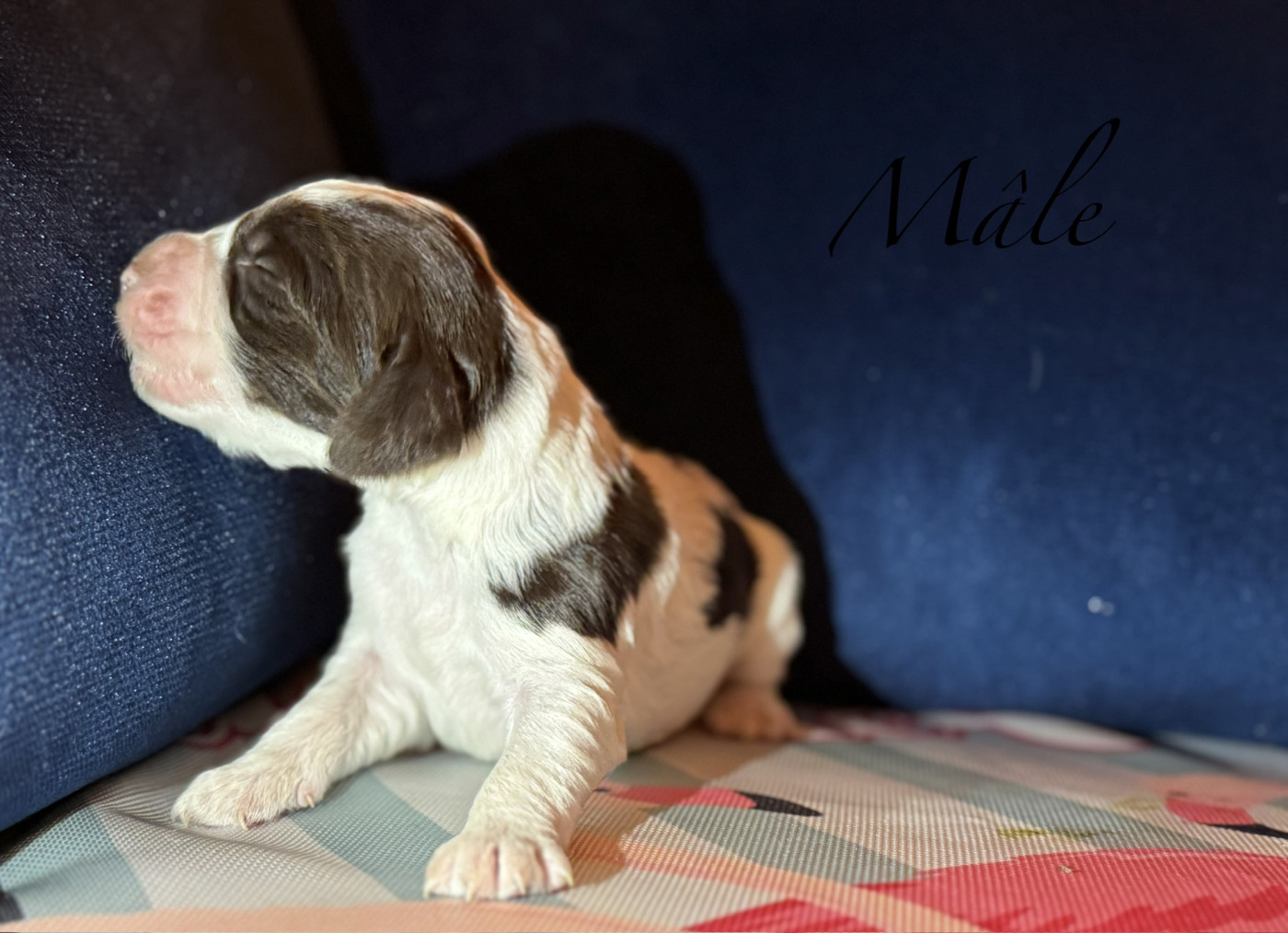 Of The Bigouden’s Lands - Chiots disponibles - English Springer Spaniel