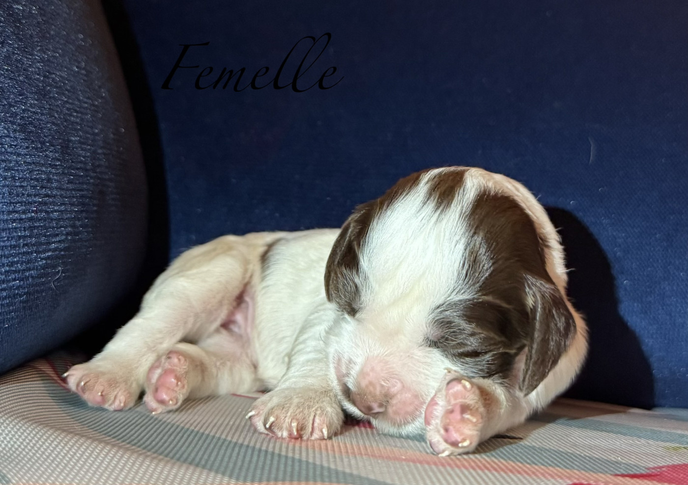 Of The Bigouden’s Lands - Chiots disponibles - English Springer Spaniel