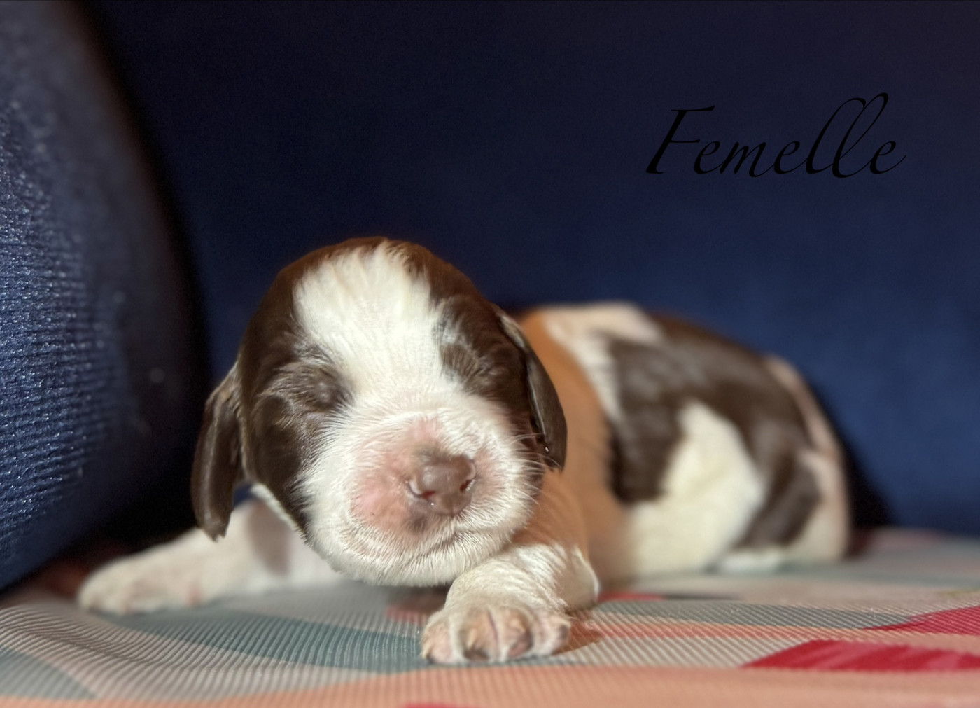 Of The Bigouden’s Lands - Chiots disponibles - English Springer Spaniel