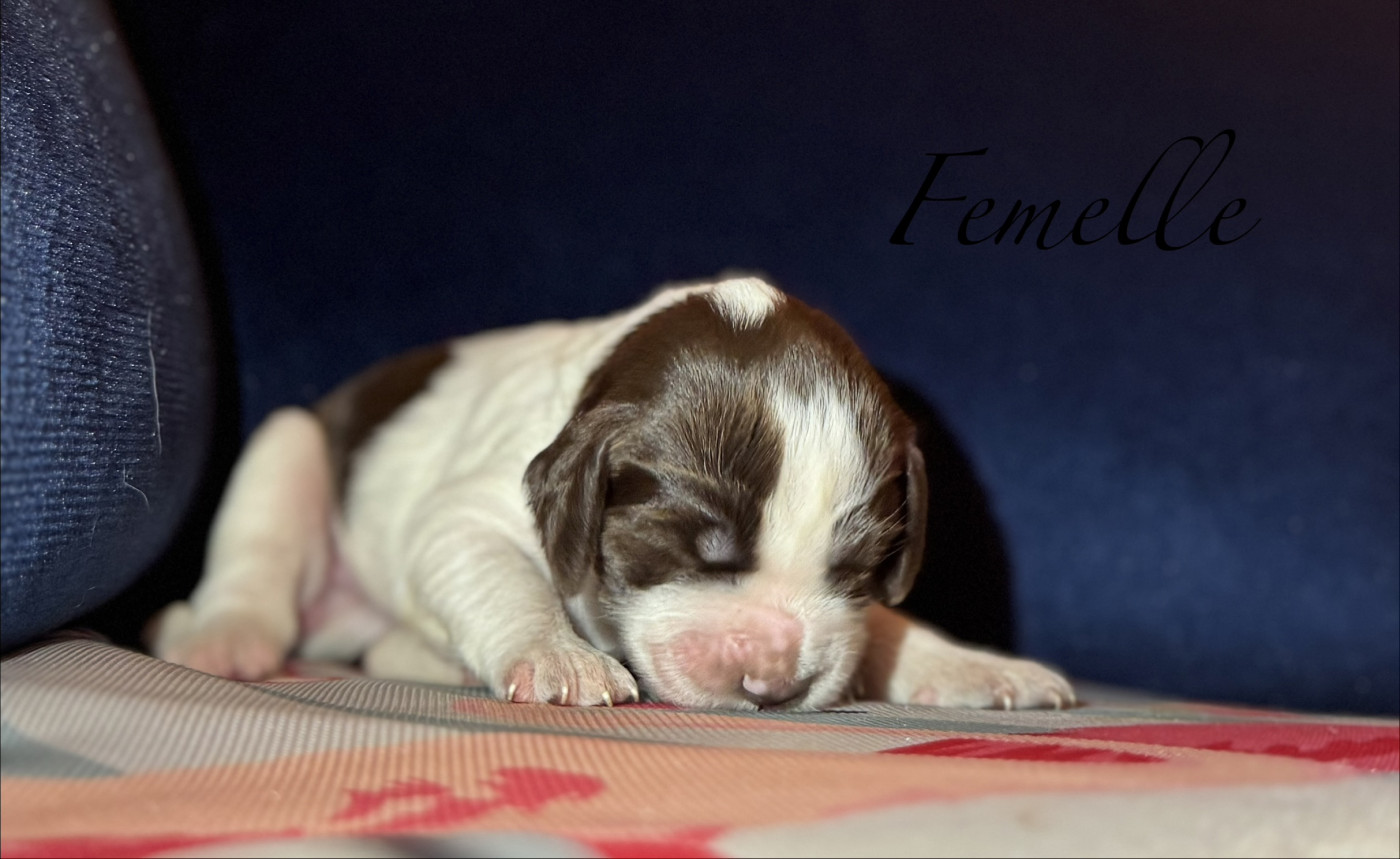Of The Bigouden’s Lands - Chiots disponibles - English Springer Spaniel