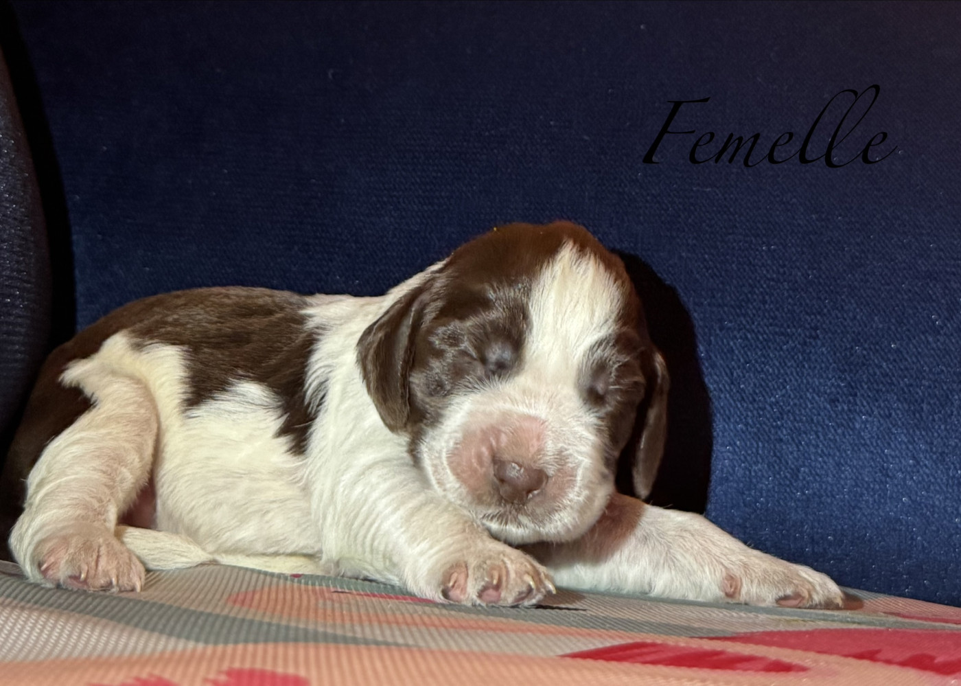 Of The Bigouden’s Lands - Chiots disponibles - English Springer Spaniel
