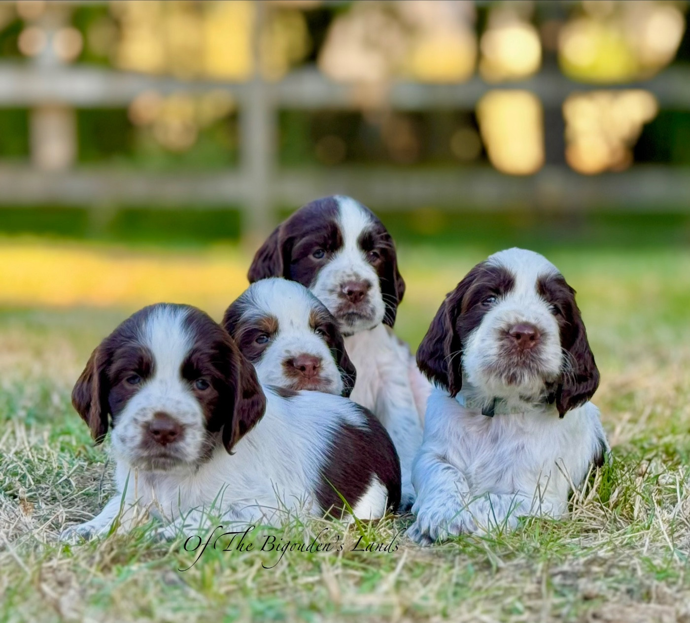 Of The Bigouden’s Lands - English Springer Spaniel - Portée née le 10/08/2026