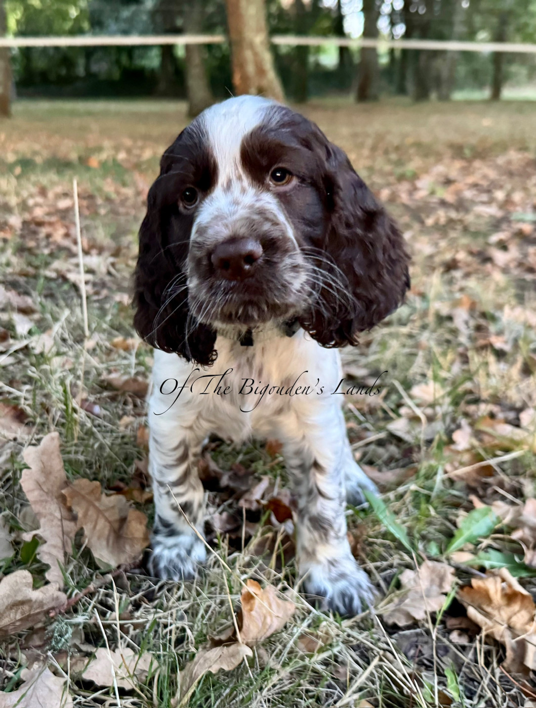 Of The Bigouden’s Lands - Chiots disponibles - English Springer Spaniel