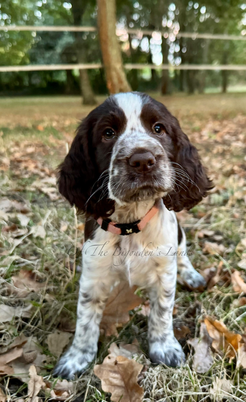 Of The Bigouden’s Lands - Chiots disponibles - English Springer Spaniel
